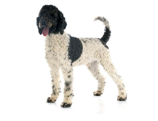 Best dog food for portuguese water dogs shop